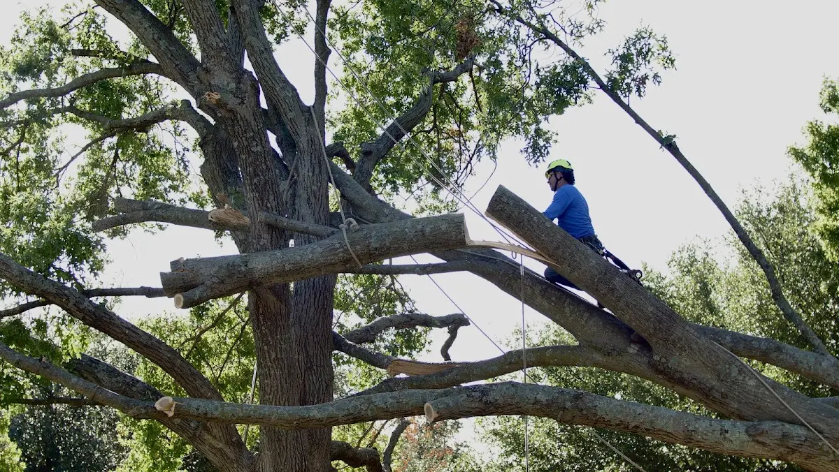 Professional Crown Thinning performed by certified arborists in South Londonderry