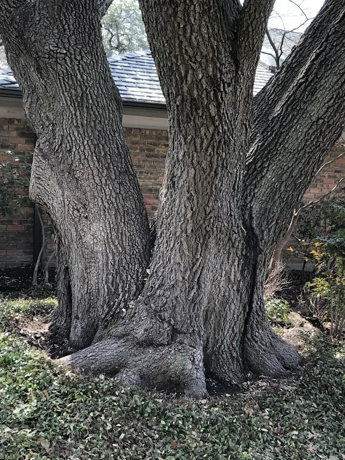 Mature heritage tree close to a South Londonderry property cared for by certified arborists